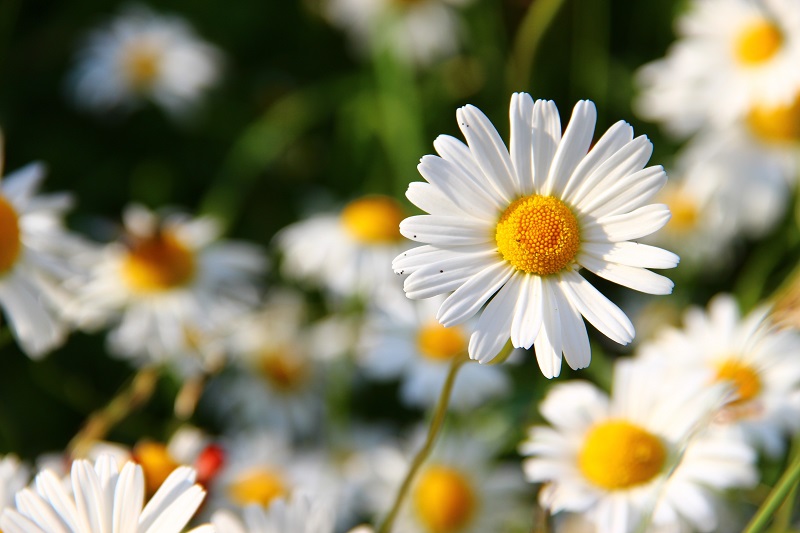 Did you know that daisies lack a floral scent; they look beautiful but unlike a rose or gardenia or even the freshness of a spring or fall day, daisies don't offer the richer experience  scent can bring to create a more  perfect moment.